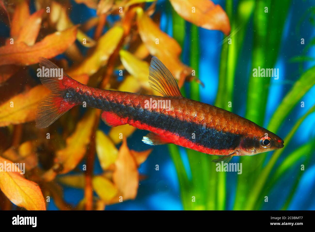 Nannostomus fish Stock Photo