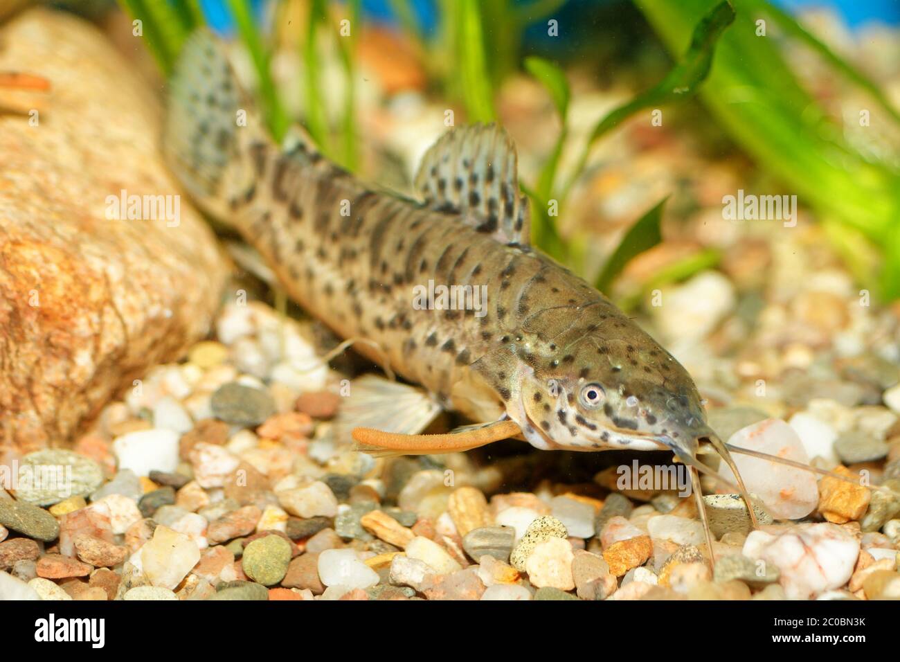 Hoplosternum fish Stock Photo