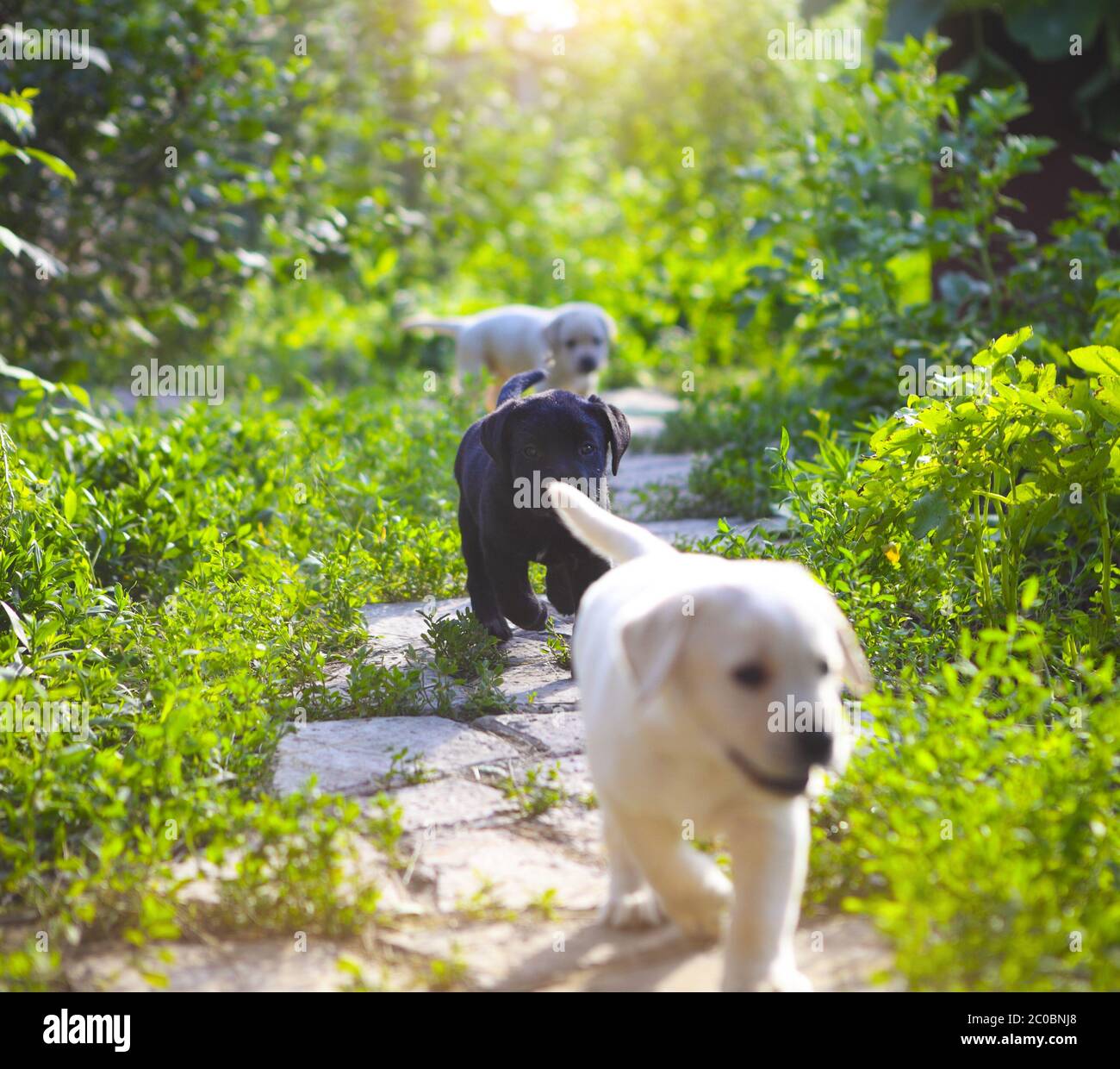Group of golden retriever puppies in the yard Stock Photo Alamy