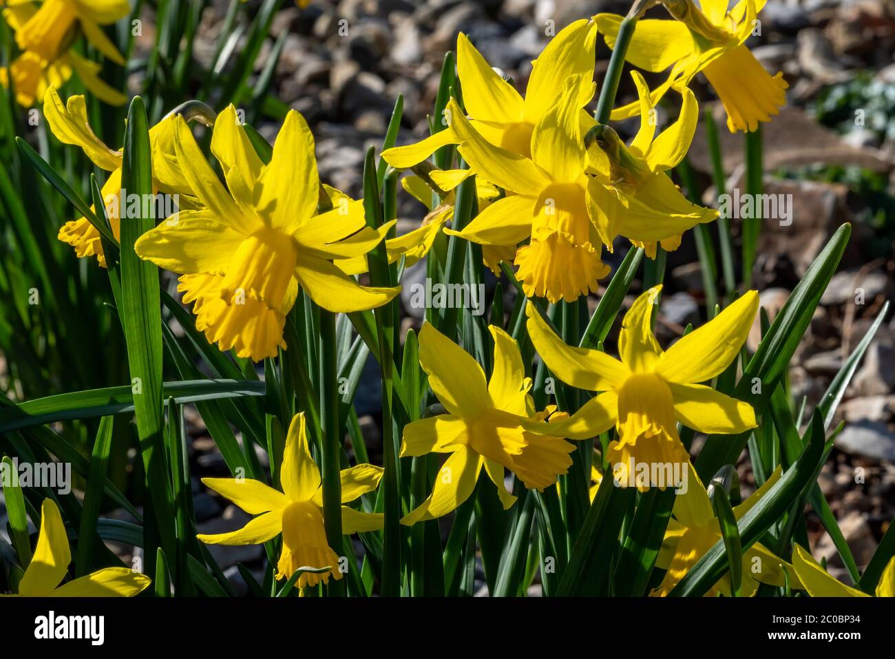 Daffodil (narcissus) 'February Gold' a yellow flower bulbous plant growing outdoors in the spring season Stock Photo