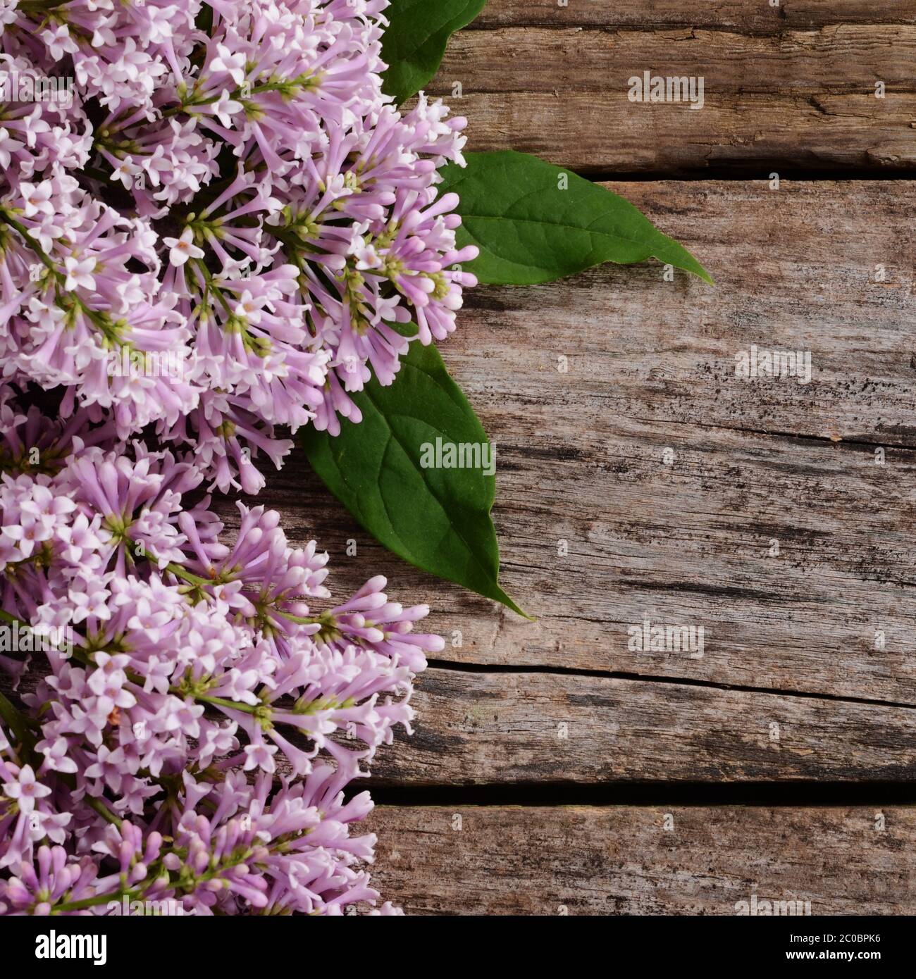 The flower lilac a wooden background Stock Photo