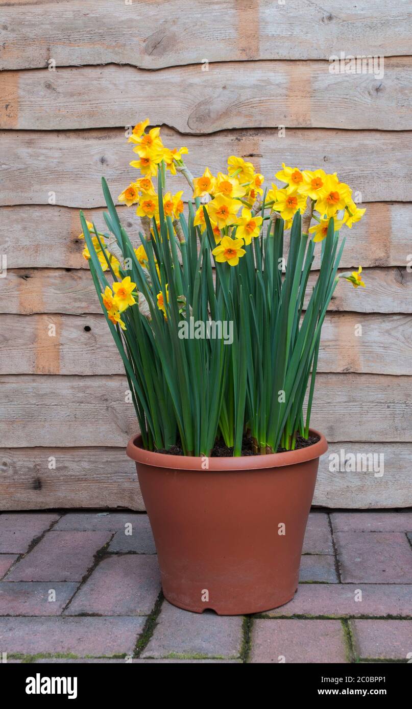 Group of Narcissus Fortune in a planter container flowering in spring. Fortune is a yellow & orange division 2 large cupped fully hardy daffodil Stock Photo