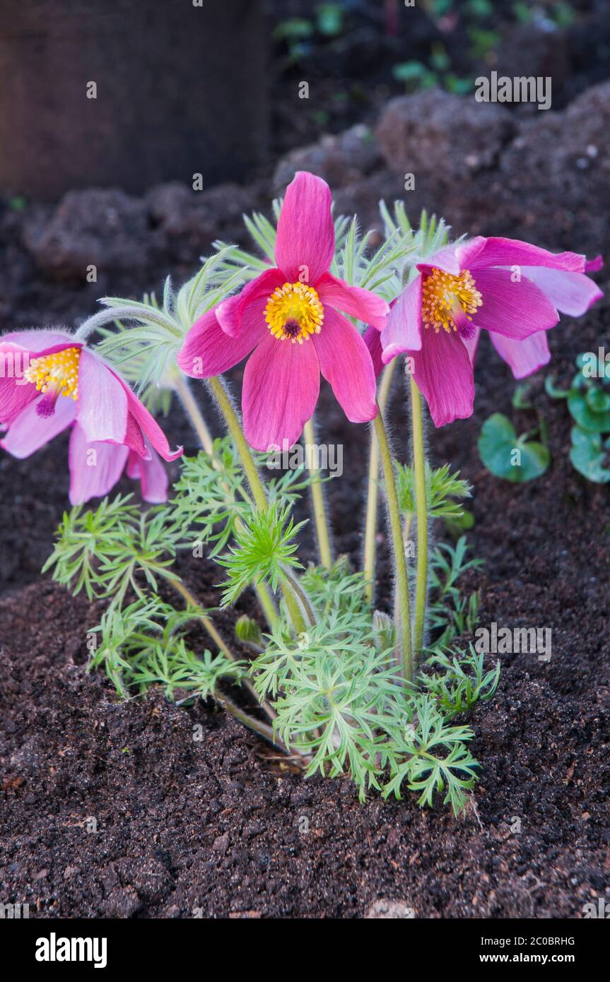 Pulsatilla vulgaris Rubra or Pasque flower with red flowers in early spring. A clump forming diciduous perennial that is fully hardy. Stock Photo