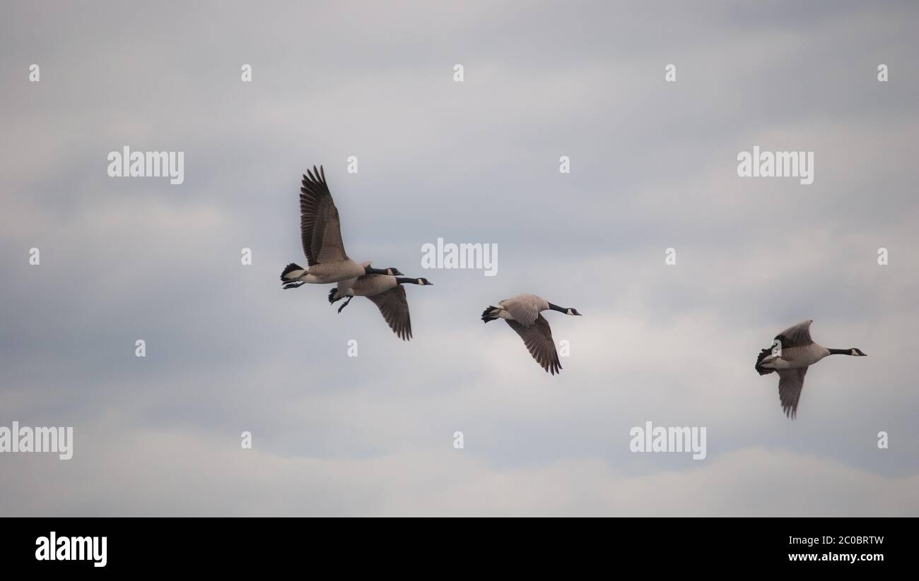 Gaggle of Canadian Geese Migrating Dream-Like Background Stock Photo