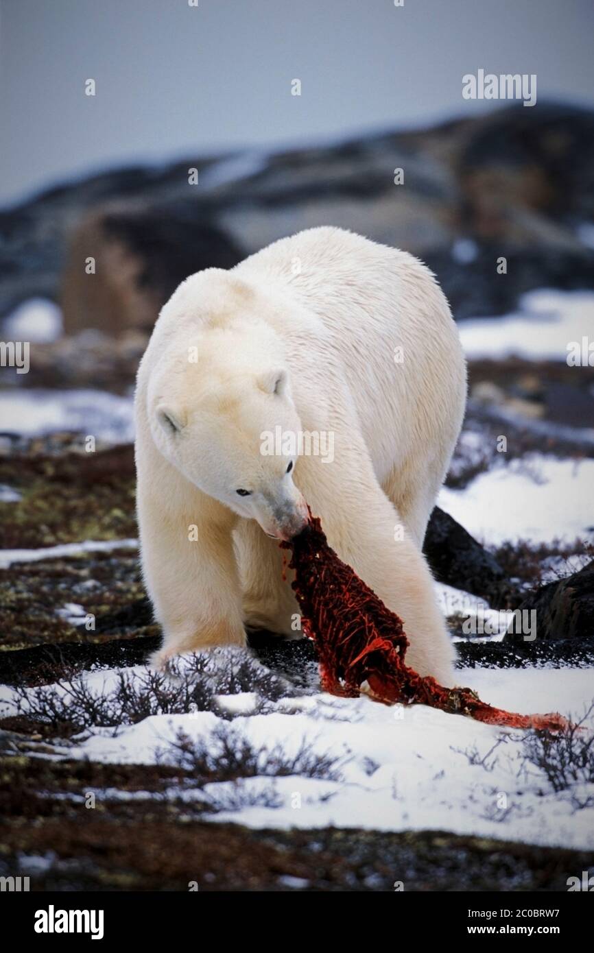 Large Polar Bear in arctic tundra feeding on seal carcass,northern Manitoba, Canada Stock Photo