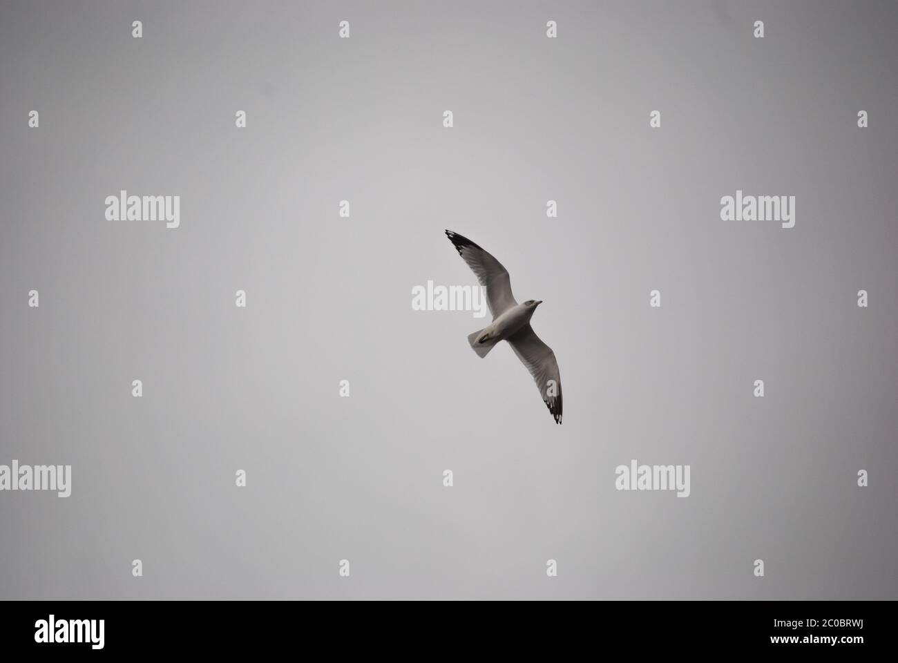 A Lone Seagull In The Sky Wings Spread Background Copy Space Stock Photo