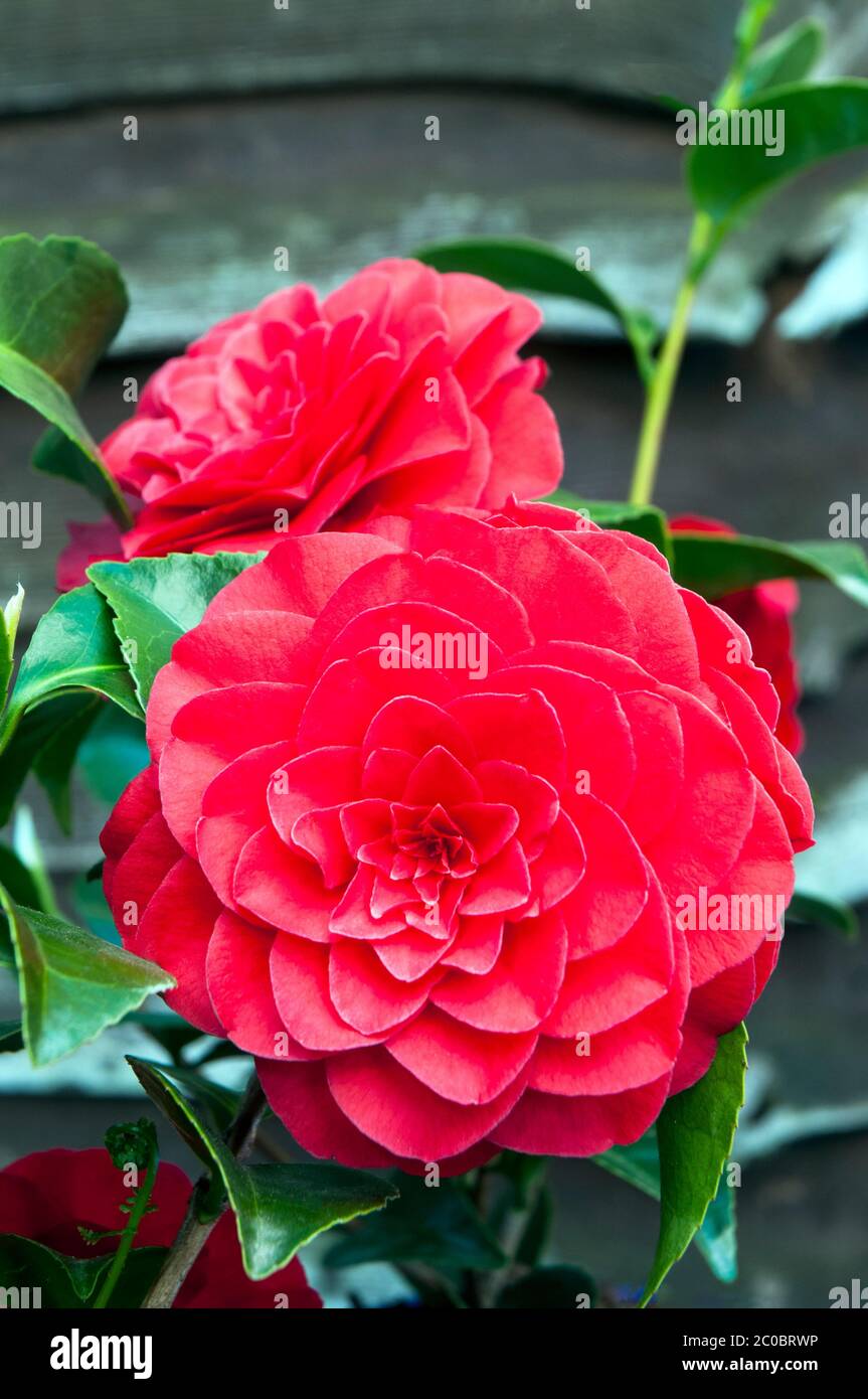 Close up of a formal double red Camellia. A shrub that can flower from mid winter to early spring is an evergreen perennial and fully hardy. Stock Photo