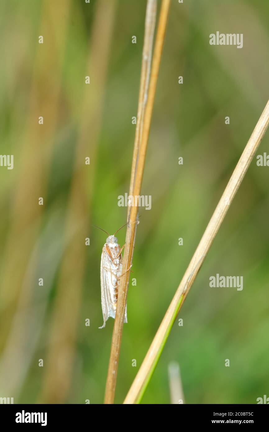 Butterfly on a blade of grass Stock Photo - Alamy