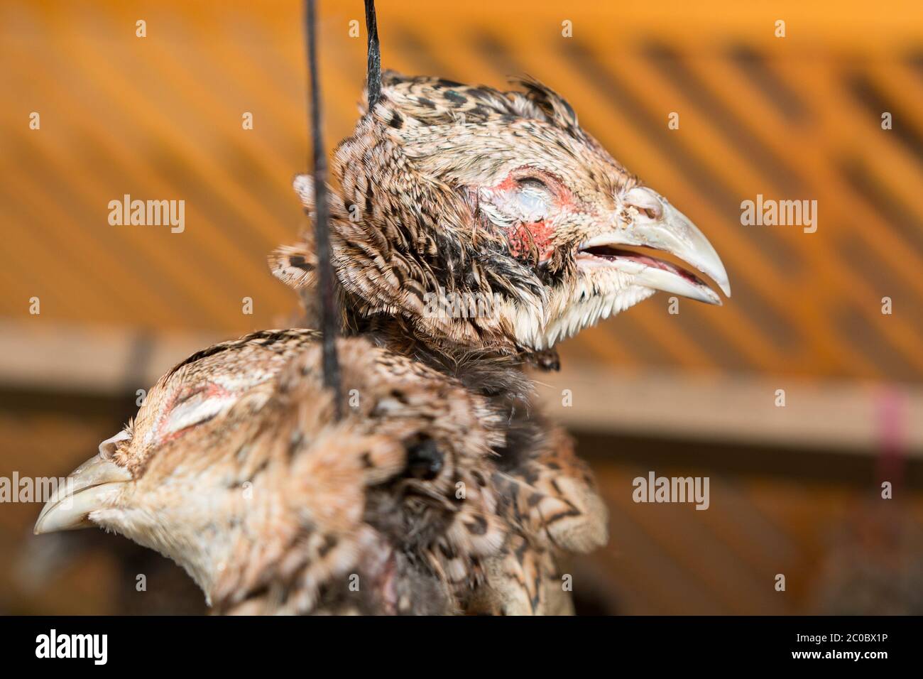 The head of a dead partridge Stock Photo - Alamy