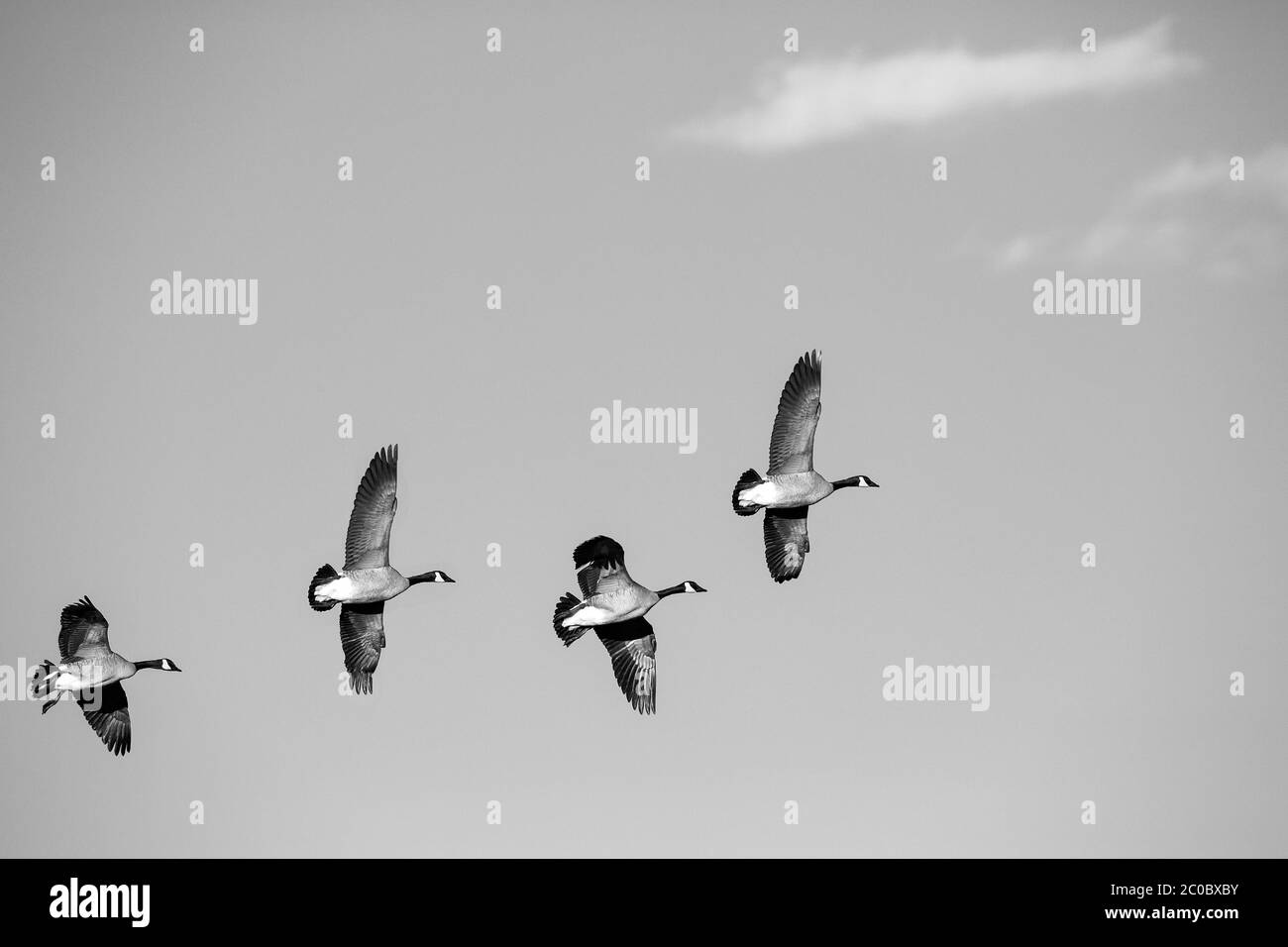 Group of four Canada Geese in formation flight Stock Photo Alamy