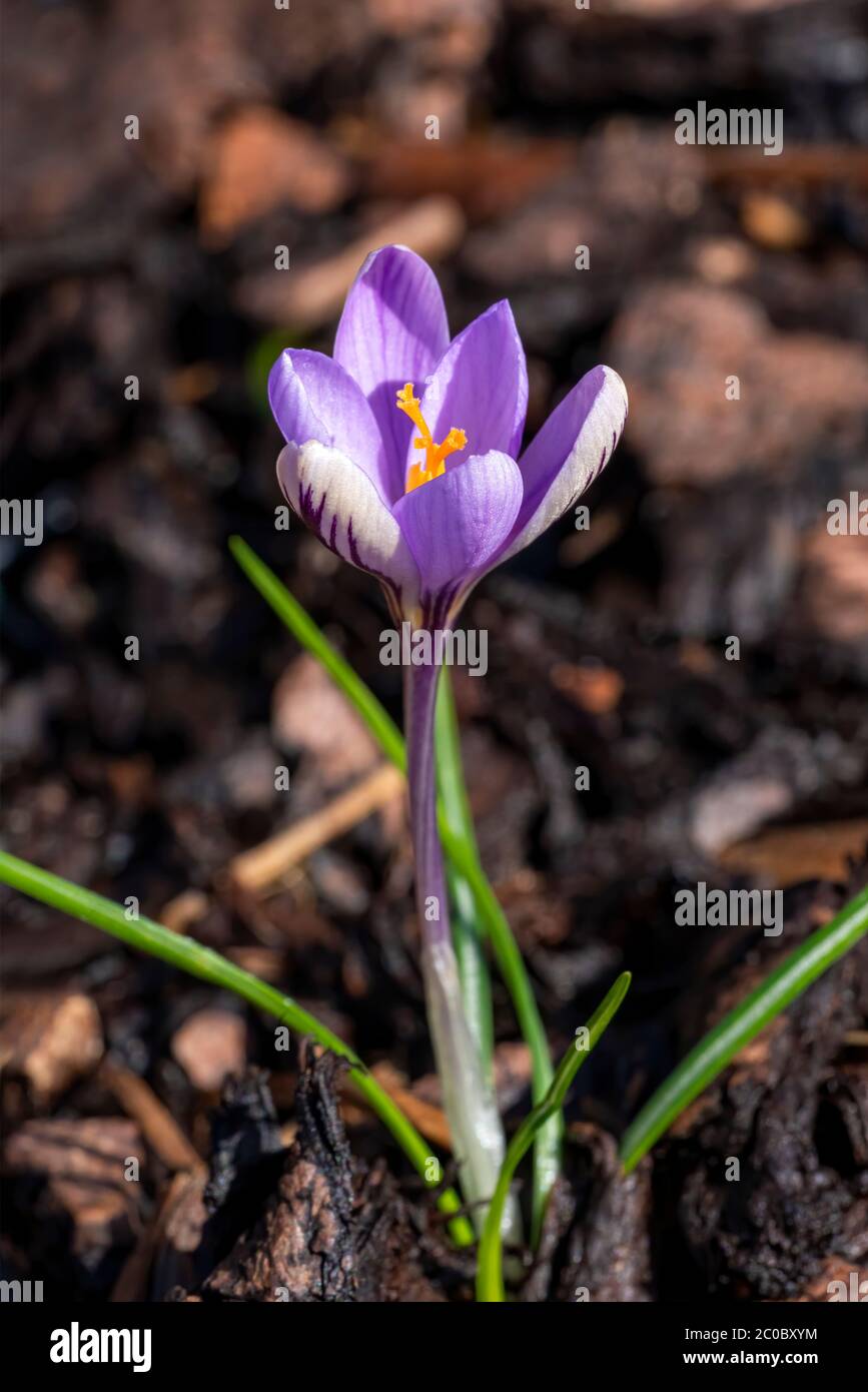 Crocus chrysanthus 'Spring Beauty' a purple springtime flower plant Stock Photo