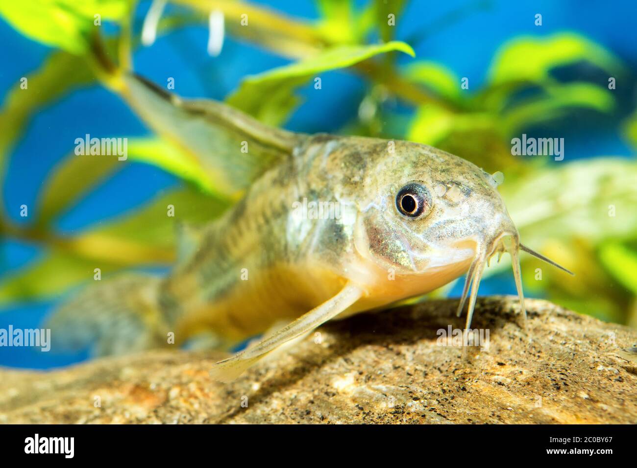 Corydoras Fish Stock Photo