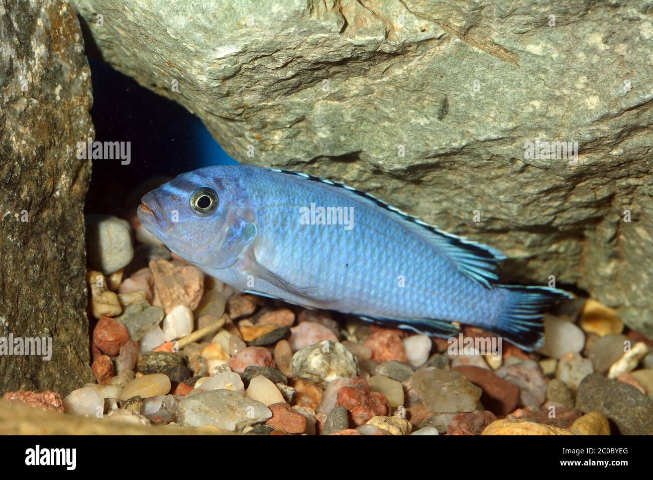 Pseudotropheus fish Stock Photo
