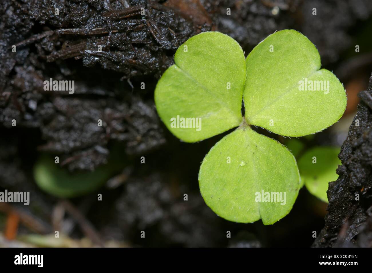 Green shamrock hires stock photography and images Alamy