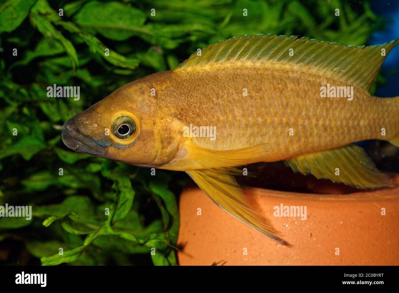 Neolamprologus fish Stock Photo