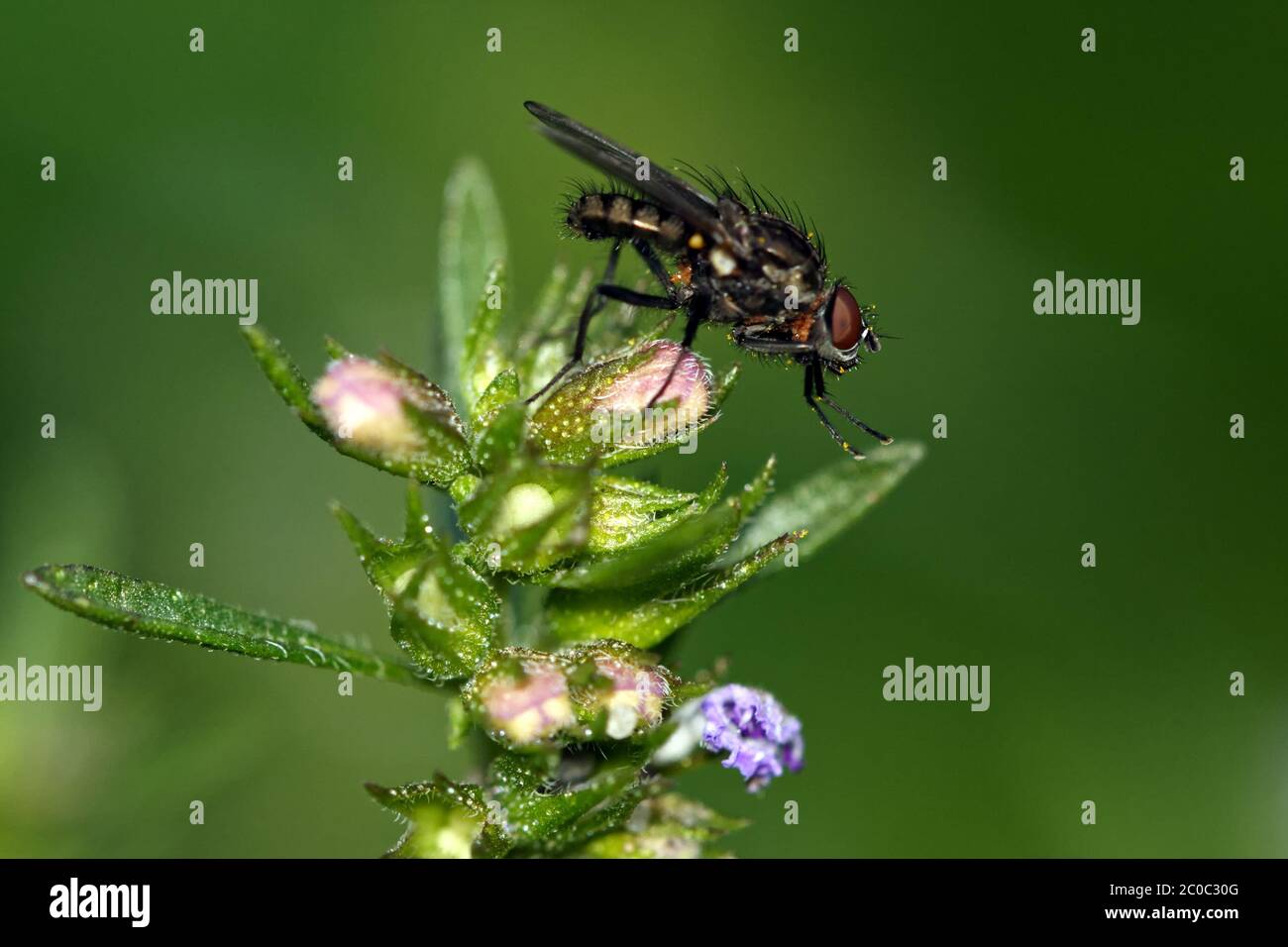 Fly on flower Stock Photo Alamy