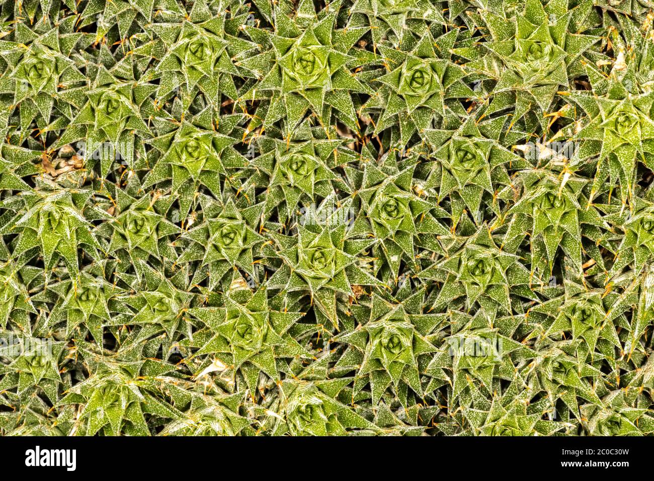 Ground Bromelia (Abromeitiella brevifolia) Stock Photo