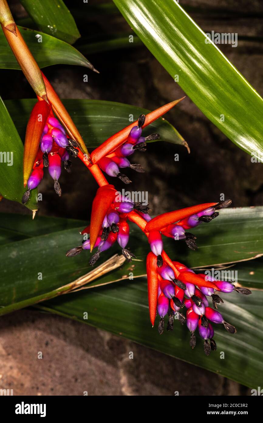 Bromelia (Aechmea weilbachii var. leodiensis) Stock Photo