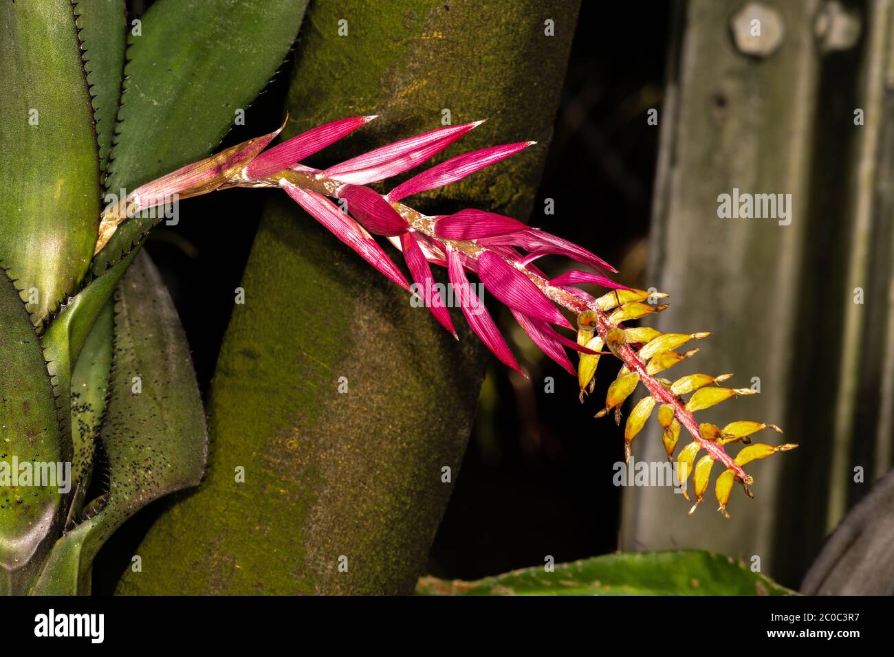 Flower of Aechmea Bromelia (Aechmea nudicaulis) Stock Photo