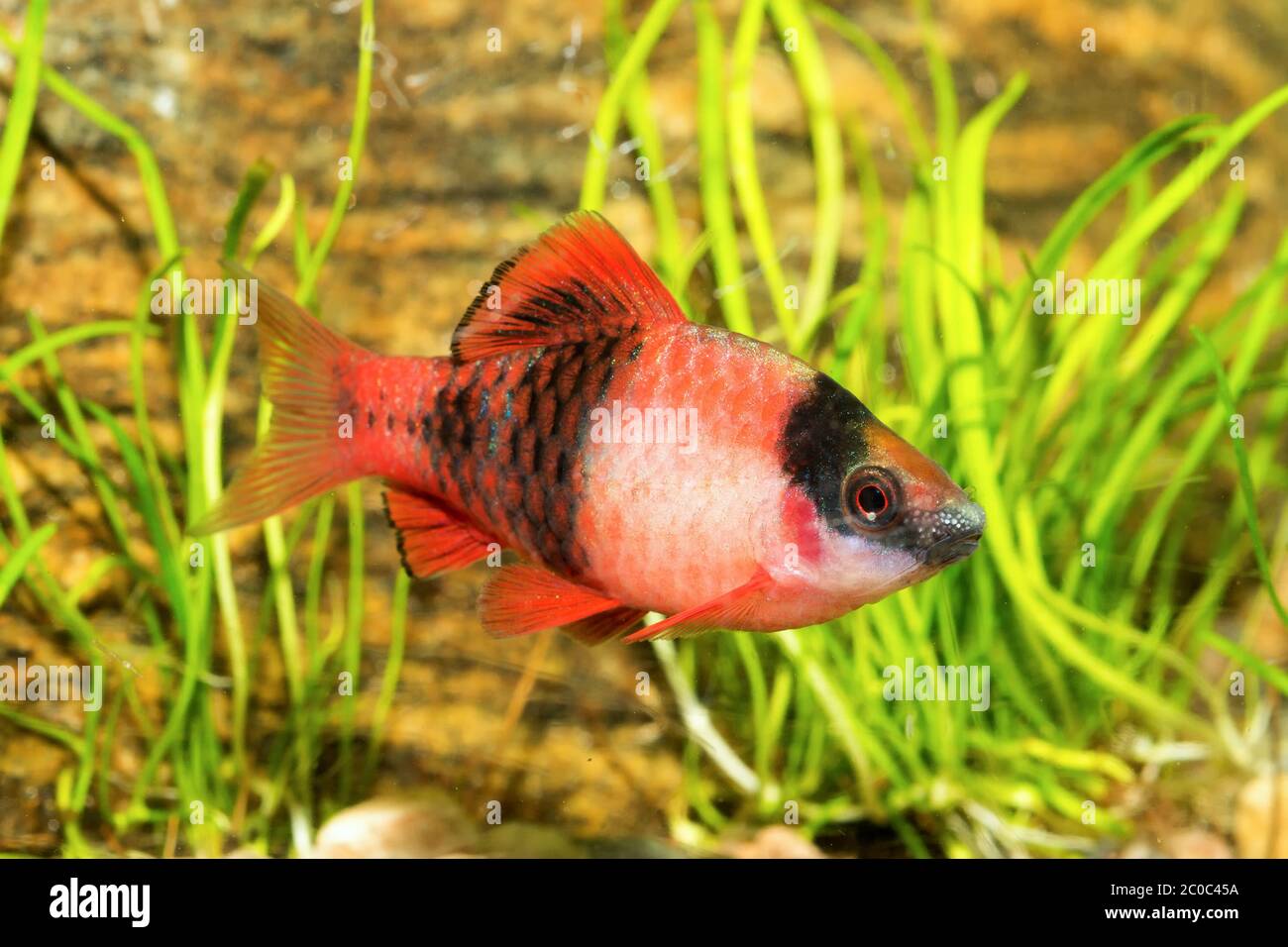 Aquarium barb fish Stock Photo