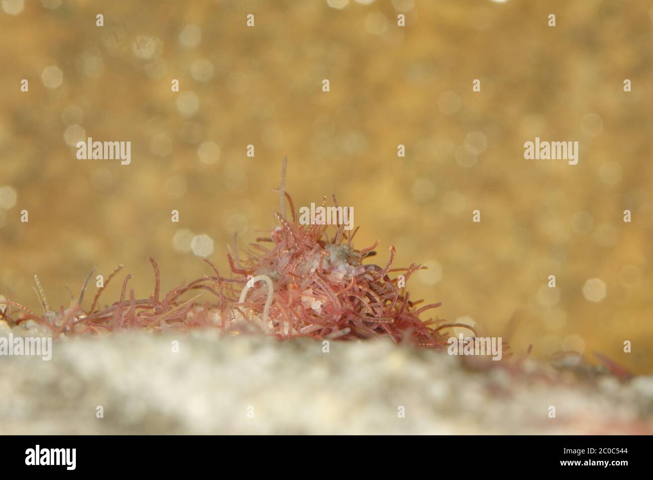 Tubifex worms Stock Photo