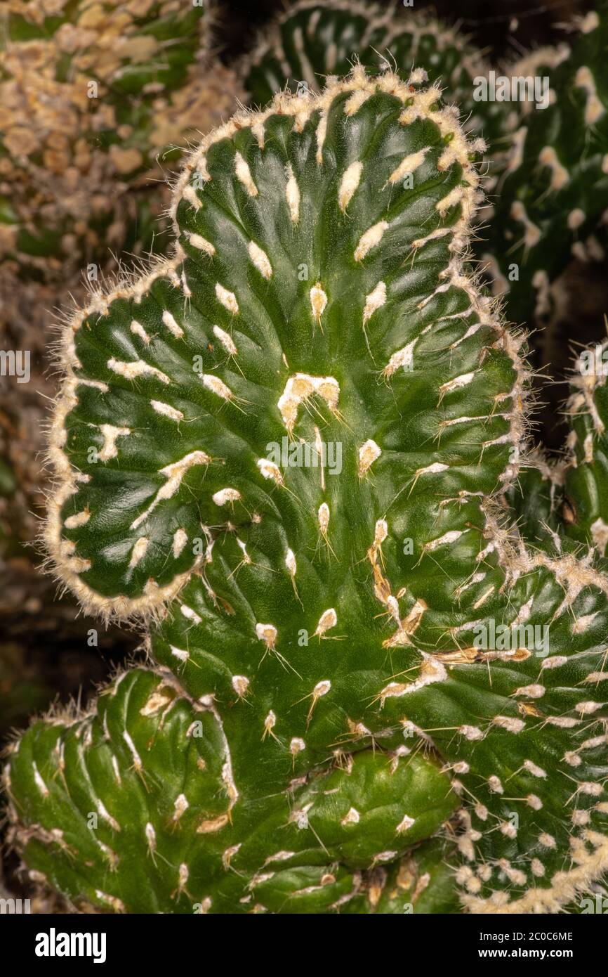 Cactus (Austrocylindropuntia subulata f. cristata) Stock Photo