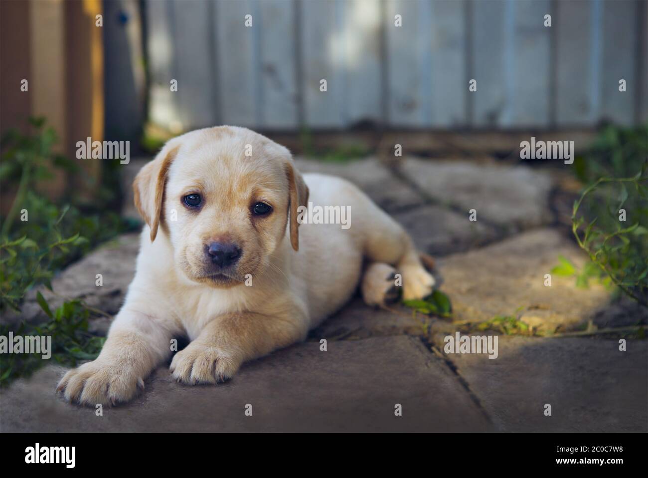 Golden retriever in yard hi-res stock photography and images - Alamy