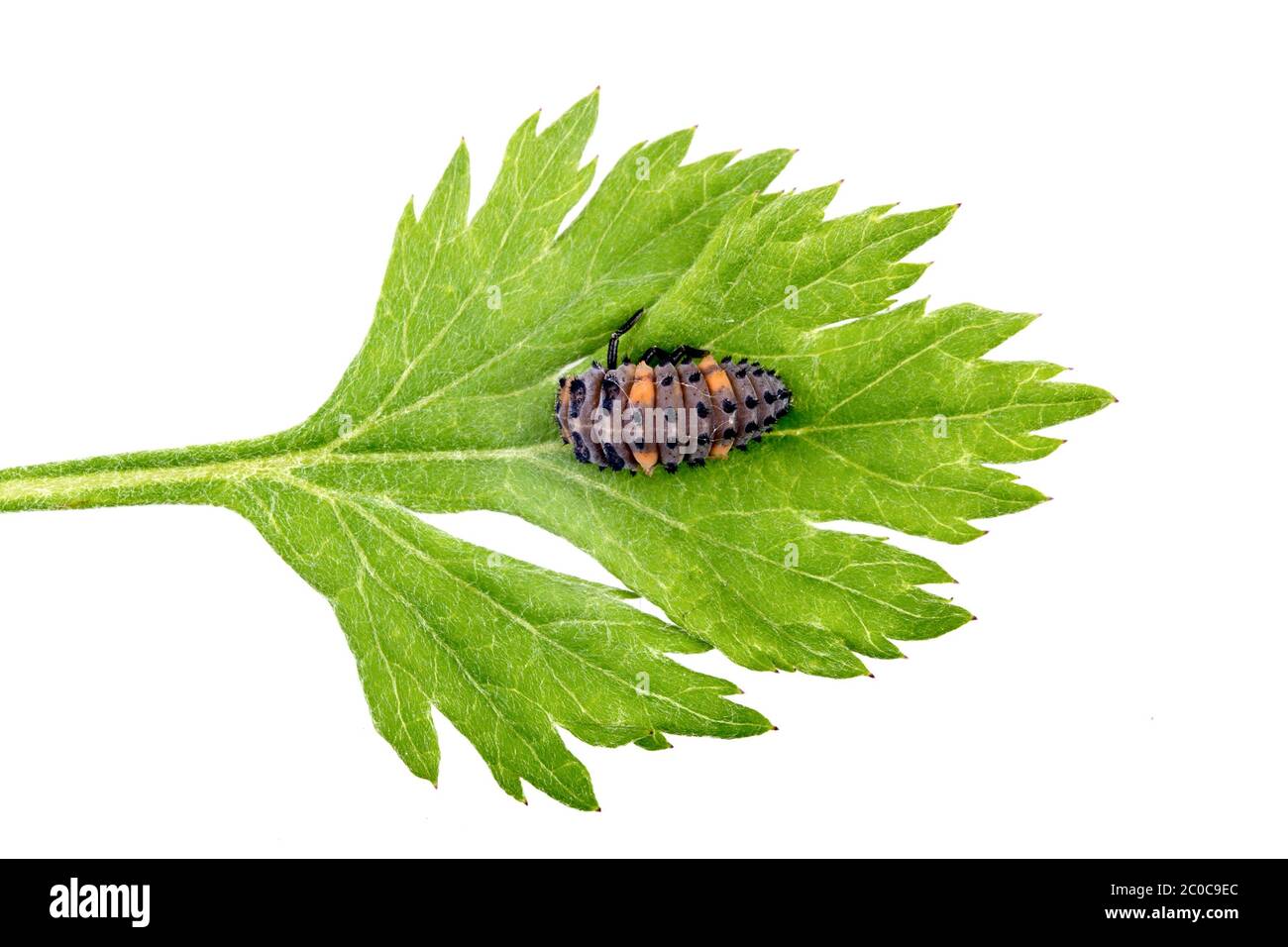 Ladybird larva on leaf Cut Out Stock Images & Pictures - Alamy