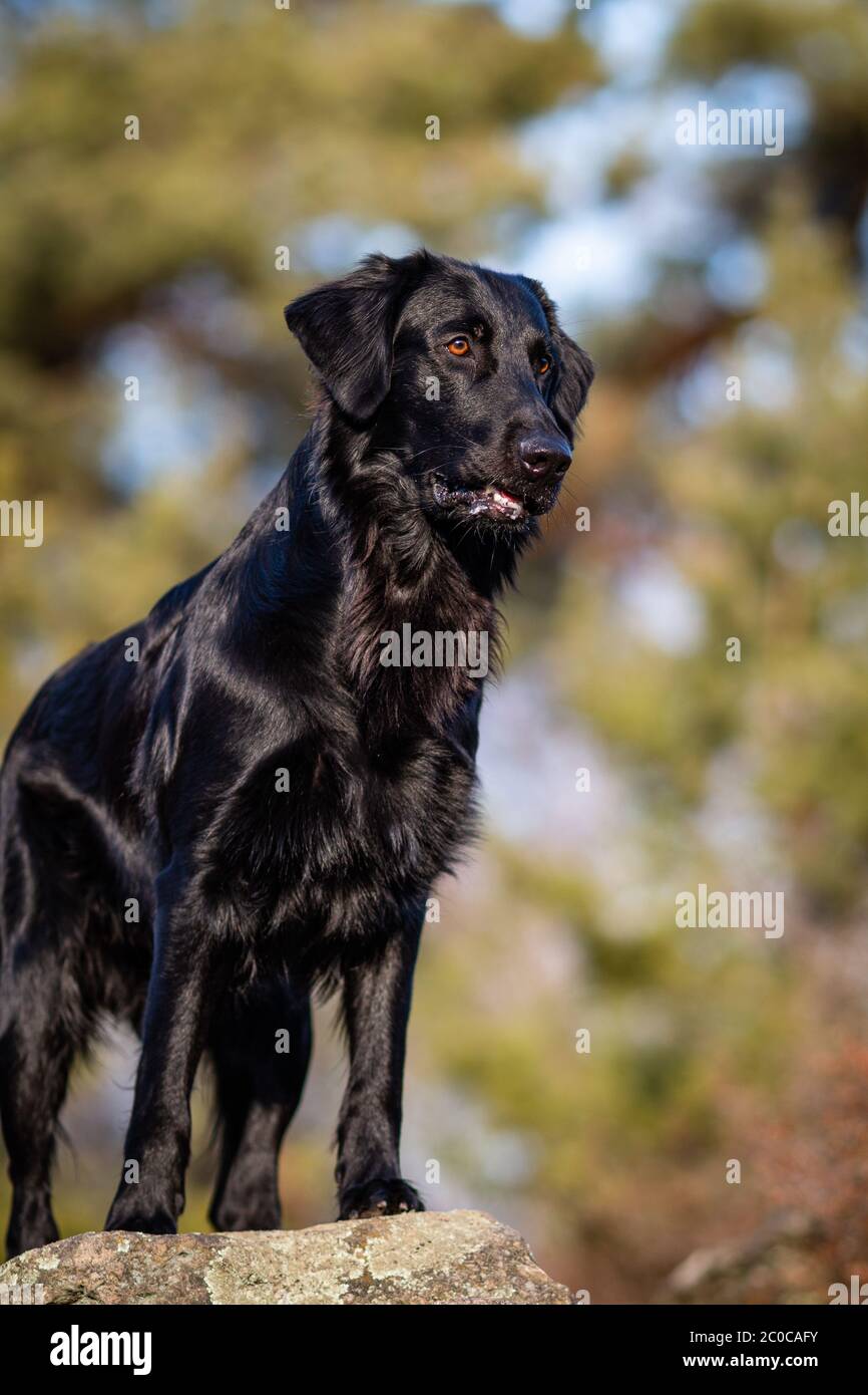 Portrait photo shooting of a black flat coated retriever, on a sunny day in  the middle of a forest. The dog is situated on a rock in front of trees  Stock Photo -
