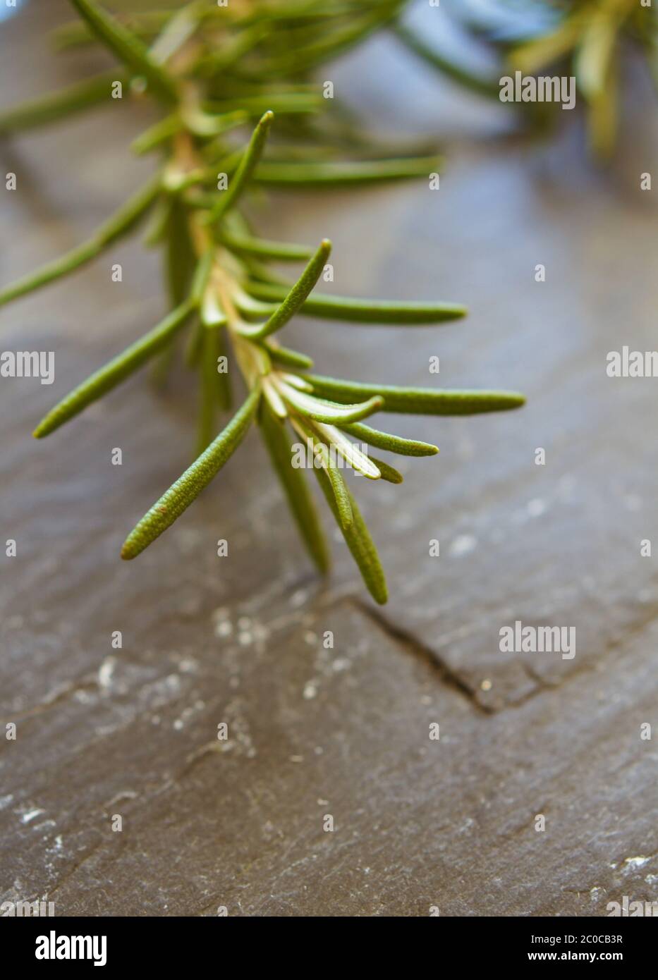a bunch of fresh rosemary Stock Photo Alamy
