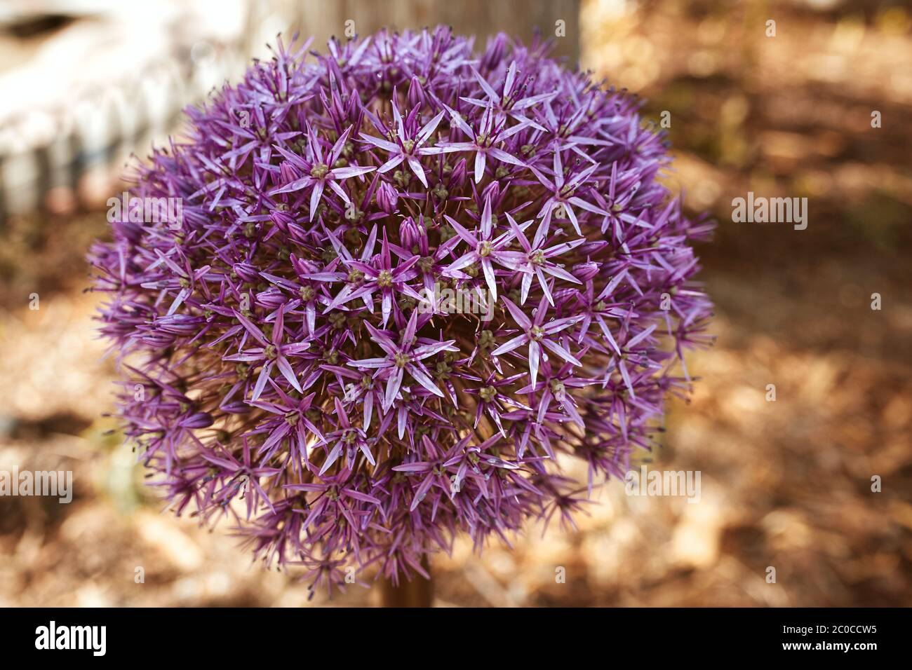 Allium Flower bulbs planted in flower beds at Pearl Street Mall in