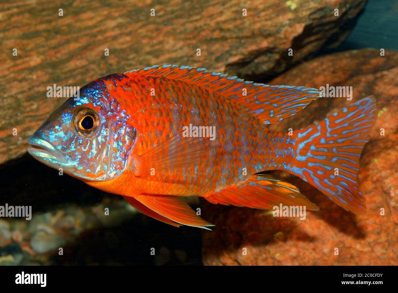 Aulonocara species 'OB Peacock' cichlids in fish tank. The meaning of OB is  Orange blotched Stock Photo - Alamy