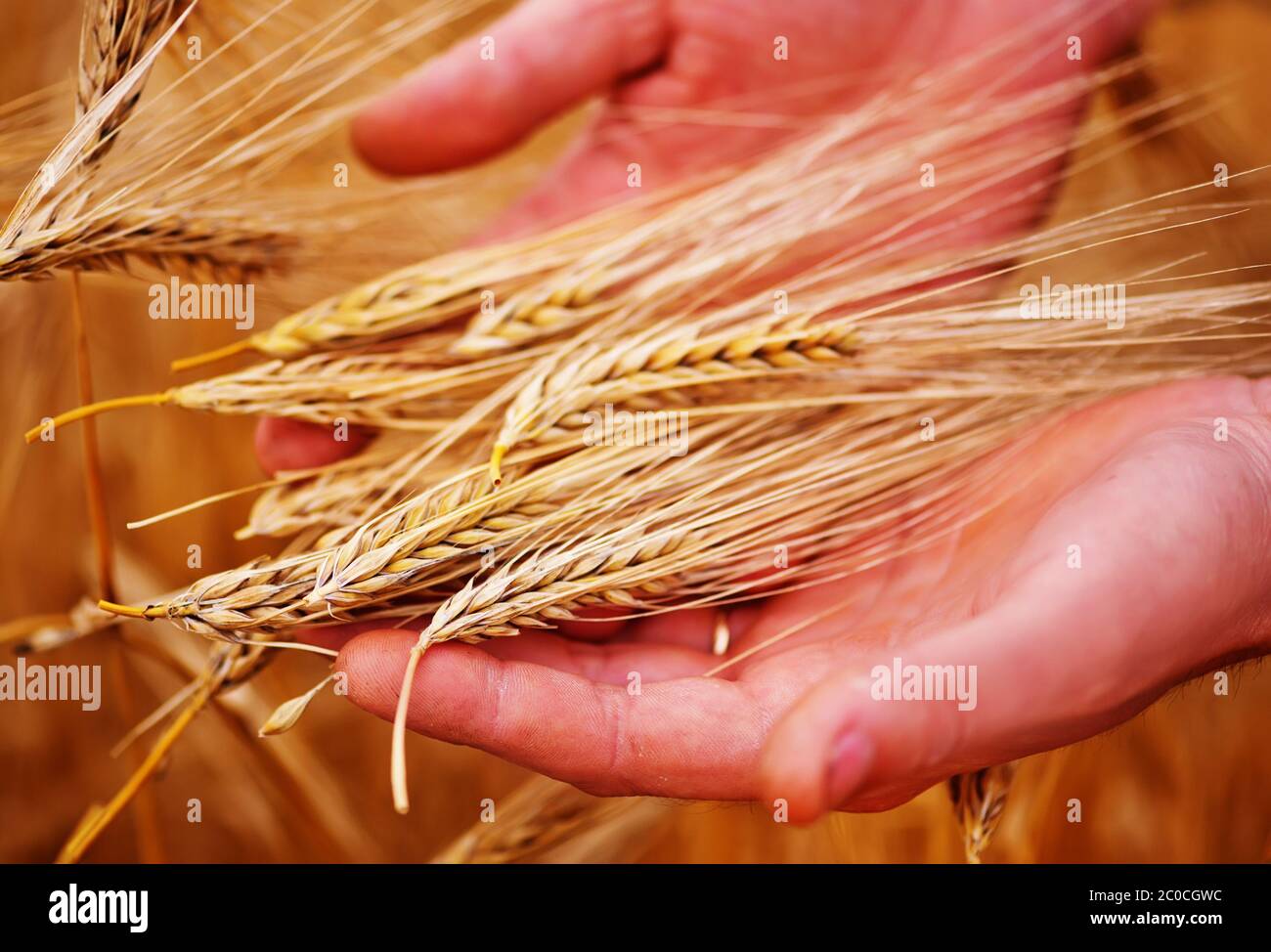 Close up video wheat field hi-res stock photography and images - Alamy