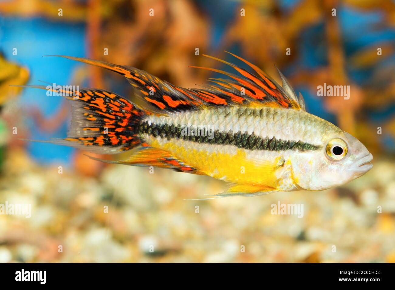 Apistogramma fish Stock Photo