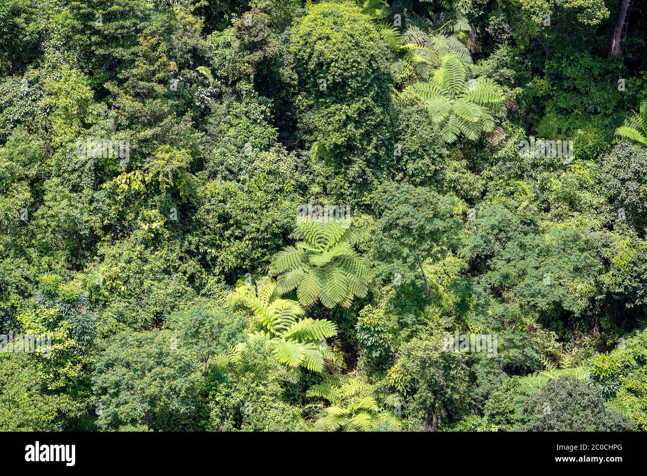Tropical trees in the jungle forest on a mountain hill near the city of