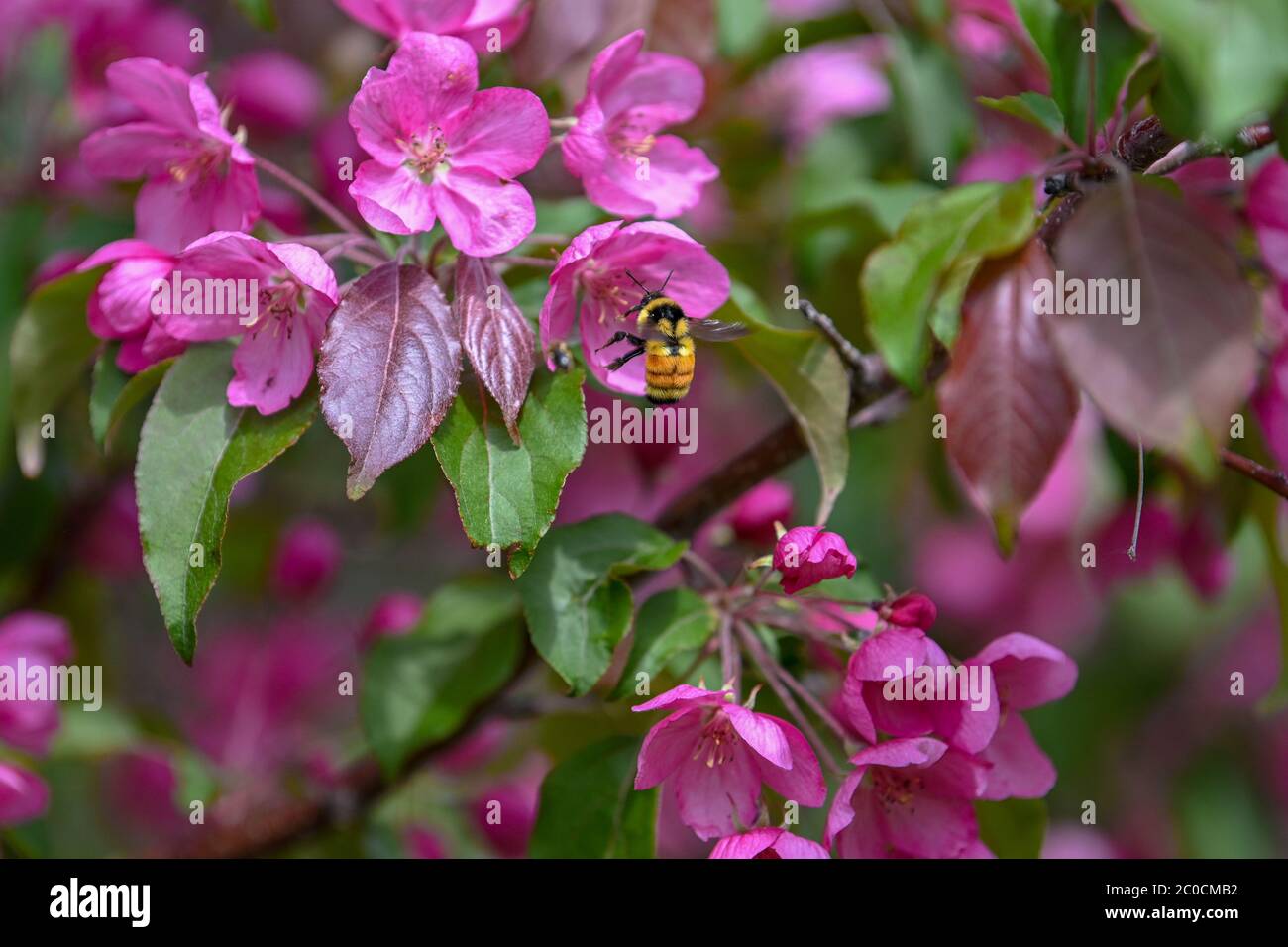 Flying bee purple flowers hi-res stock photography and images - Alamy