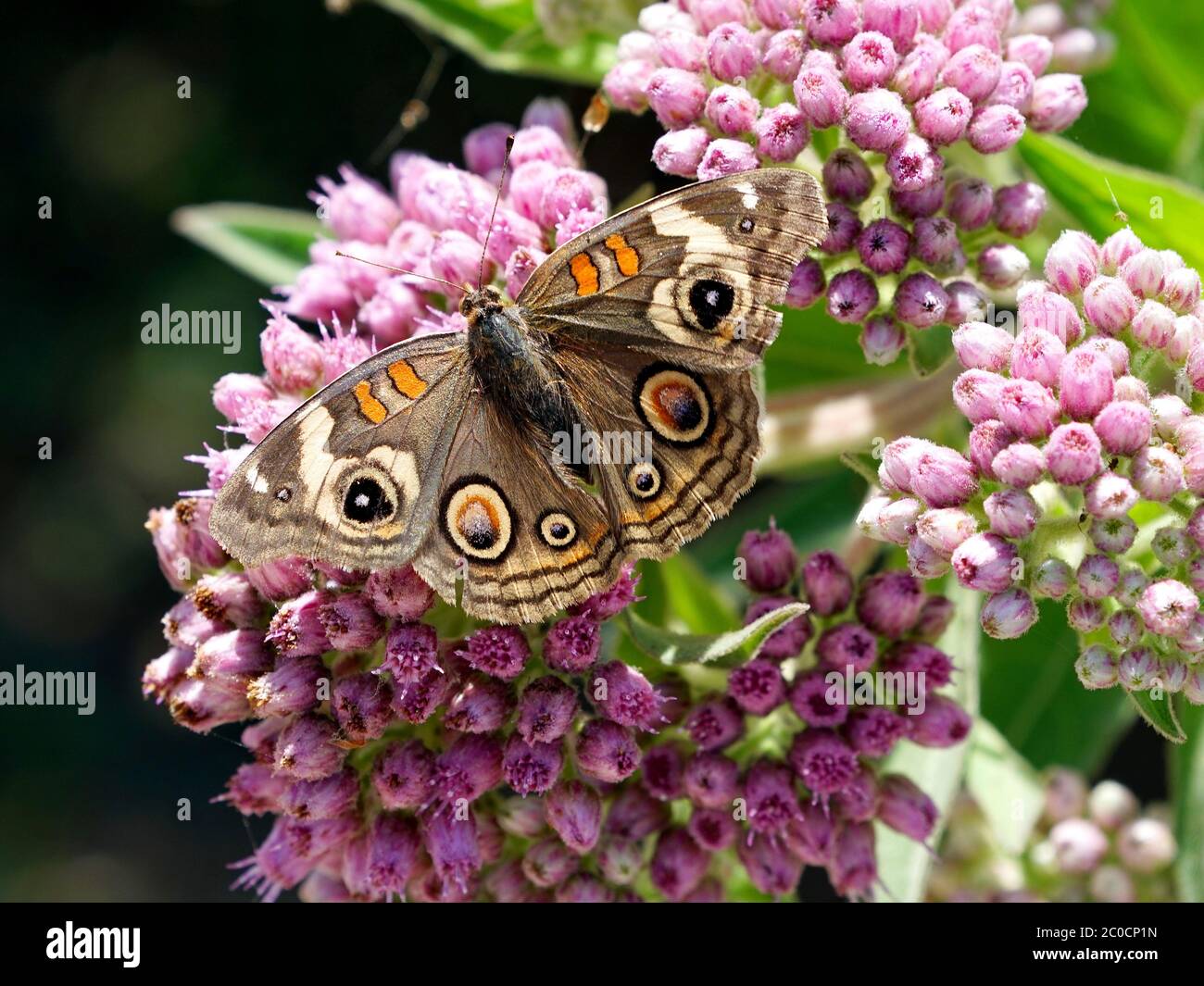 A Common Buckeye Butterfly resting on flowers. Stock Photo