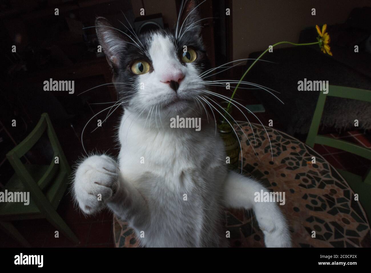 A black and white pet cat stares up at the camera making eye contact. Stock Photo