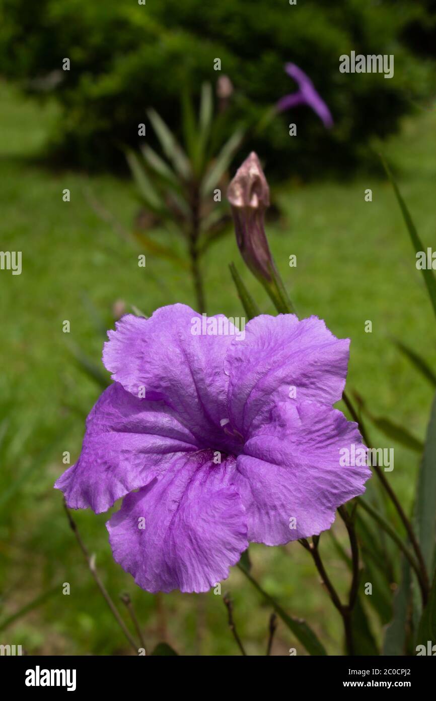Pretty purple Mexican Petunias. Lovely ornamental for yards or gardens but can be invasive Stock Photo