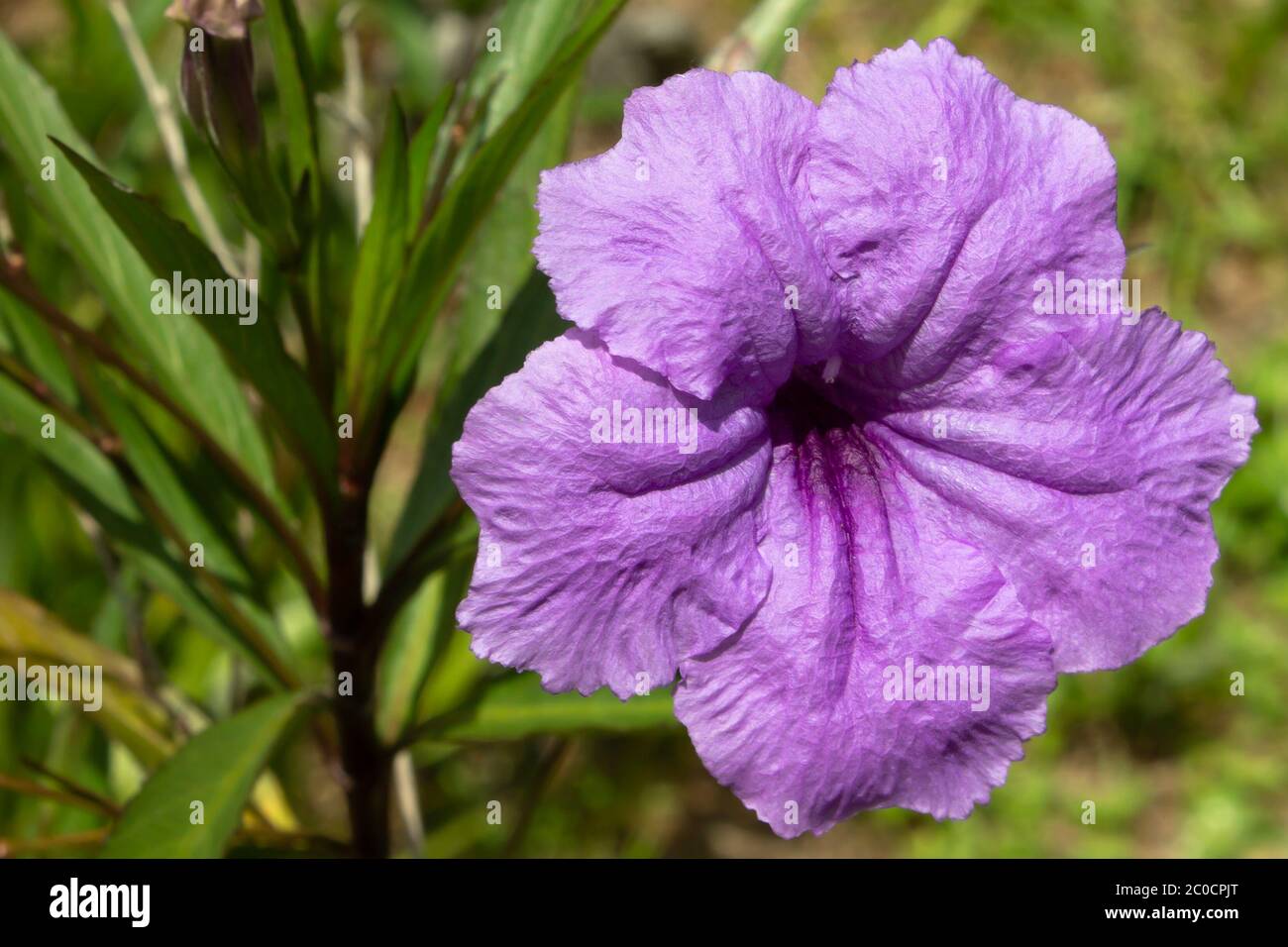Pretty purple Mexican Petunias. Lovely ornamental for yards or gardens but can be invasive Stock Photo