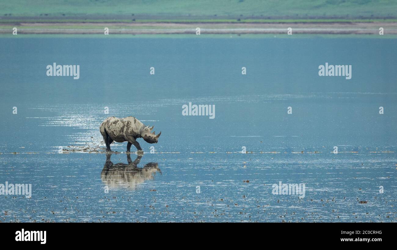 One adult black rhino partially covered in mud walking along the edge of blue Lake Magadi in Ngorongoro Crater Tanzania Stock Photo