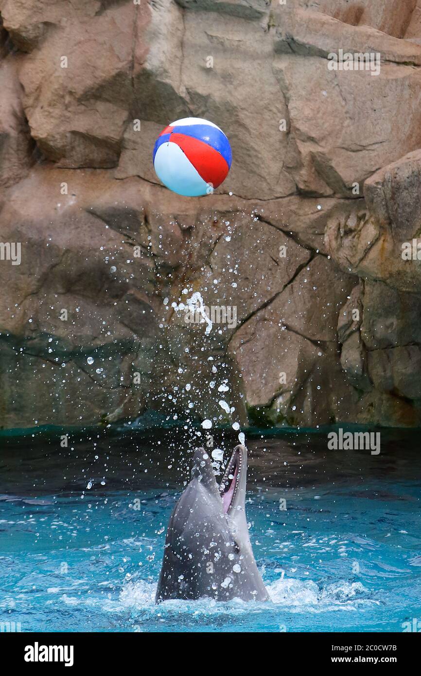 Dolphin playing with a ball, jumping in air Stock Photo