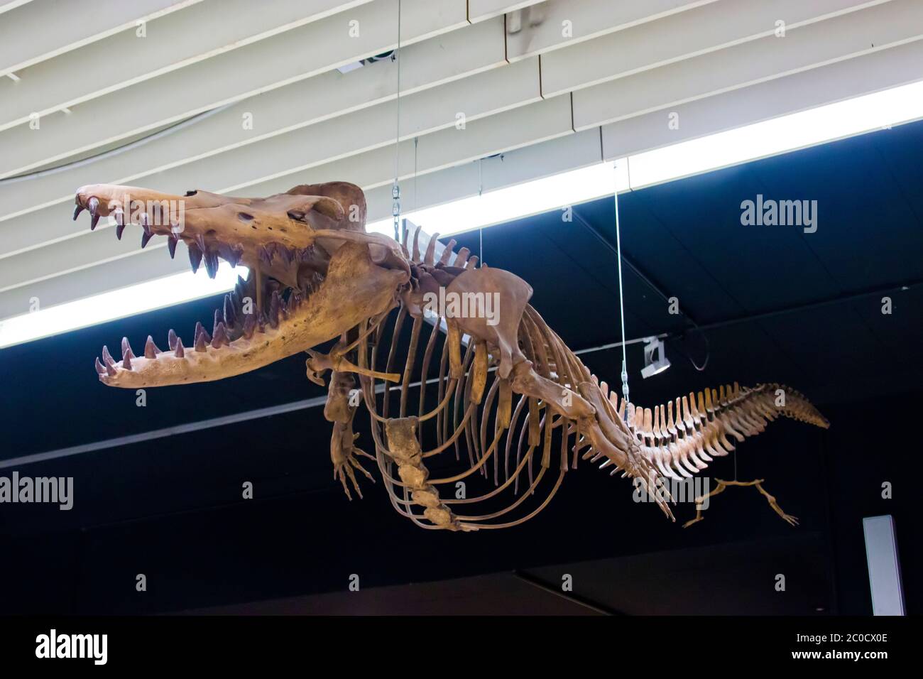 Dorudon atrox hires stock photography and images Alamy