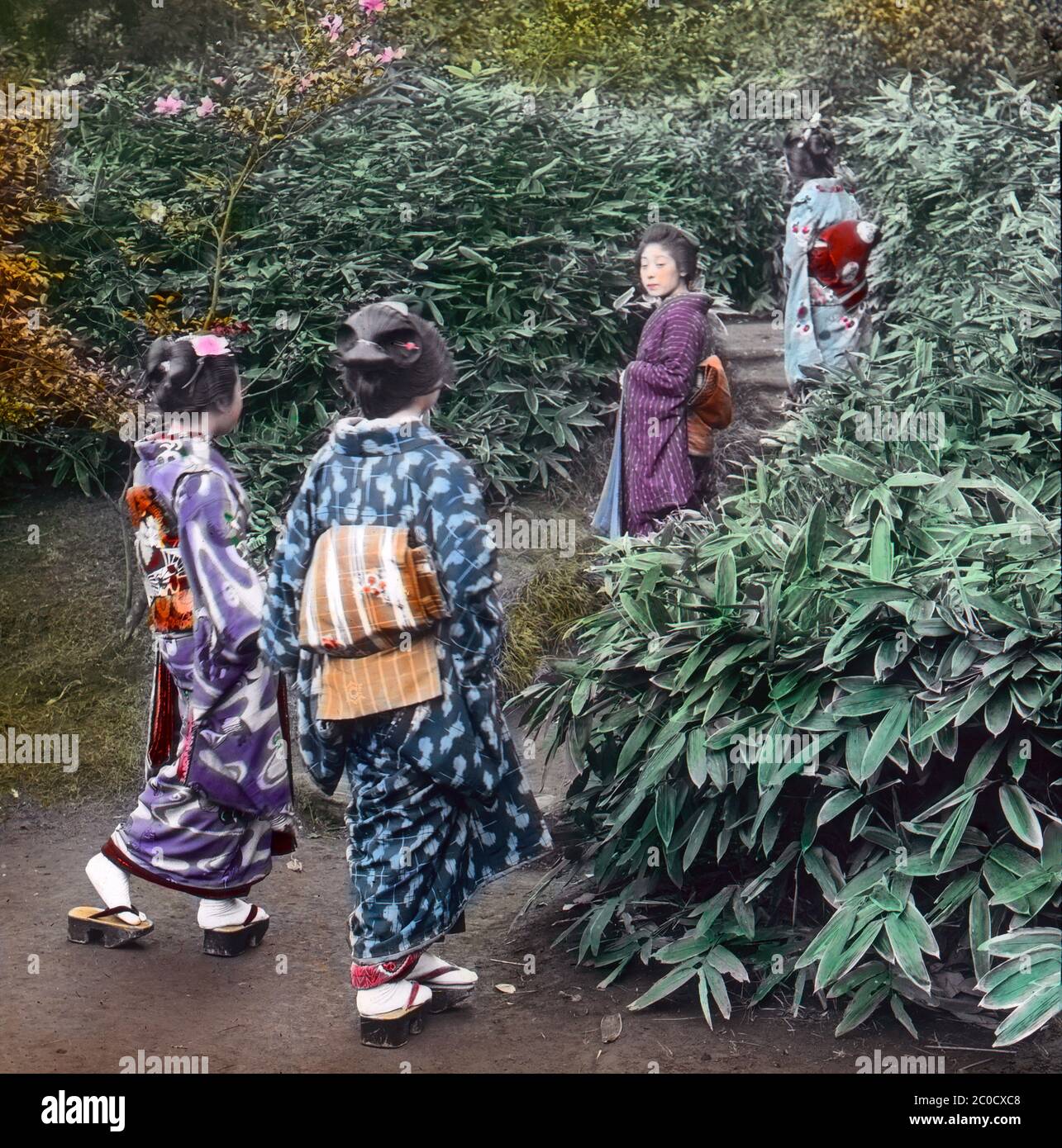 [ 1900s Japan - Women Admiring Bamboo ] — Four  young women admire yellow-edged bamboo at a garden in Yokohama, Kanagawa Prefecture.  The private garden was on the grounds of a villa in Nogeyama owned by a rich merchant family.  Twice a year, the garden was opened to the public and people would line up to admire the plum blossom in spring and the chrysanthemums in autumn.  20th century vintage glass slide. Stock Photo