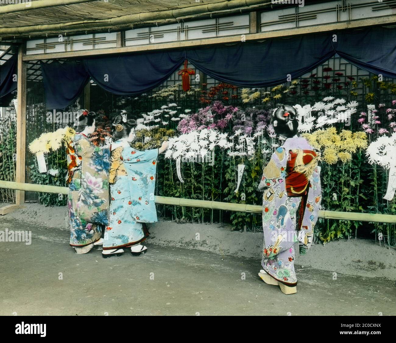 [ 1900s Japan - Chrysanthemum Exposition ] — Three young women admire flowers at a chrysanthemum exposition (菊花展) in Yokohama, Kanagawa Prefecture.  The private garden was on the grounds of a villa in Nogeyama owned by a rich merchant family.  Twice a year, the garden was opened to the public and people would line up to admire the plum blossom in spring and the chrysanthemums in autumn.  20th century vintage glass slide. Stock Photo