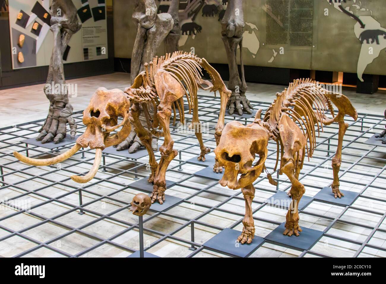 Frankfurt German July 27th 2019 The fossil of pygmy elephant in