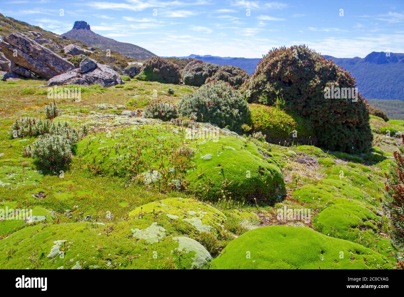 Cushion plants on the slopes of Mt Ossa, Tasmania's highest peak
