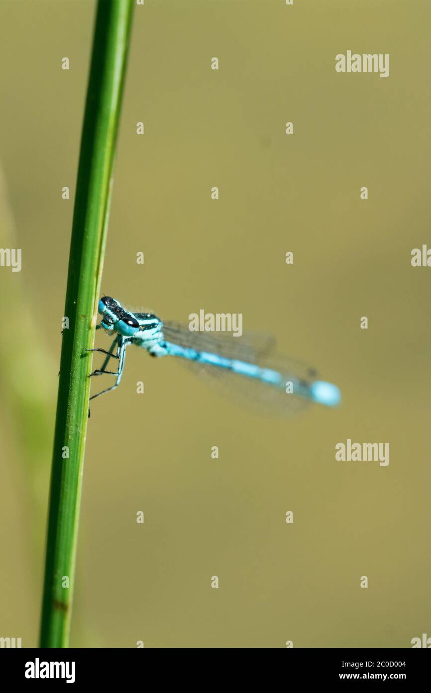 Blue dragonfly sitting on a blade of grass Stock Photo - Alamy