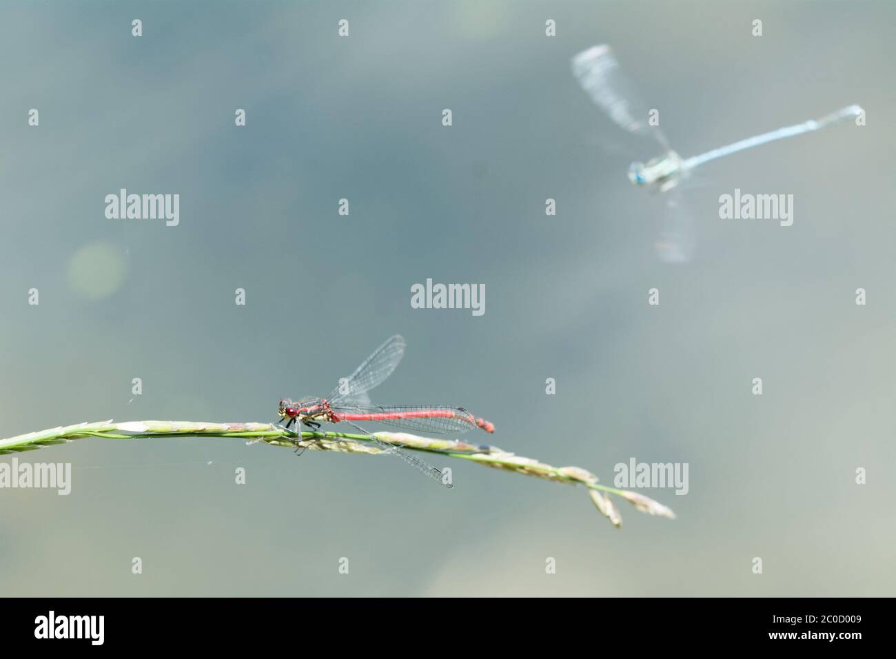 Red dragonfly sitting on a blade of grass Stock Photo - Alamy