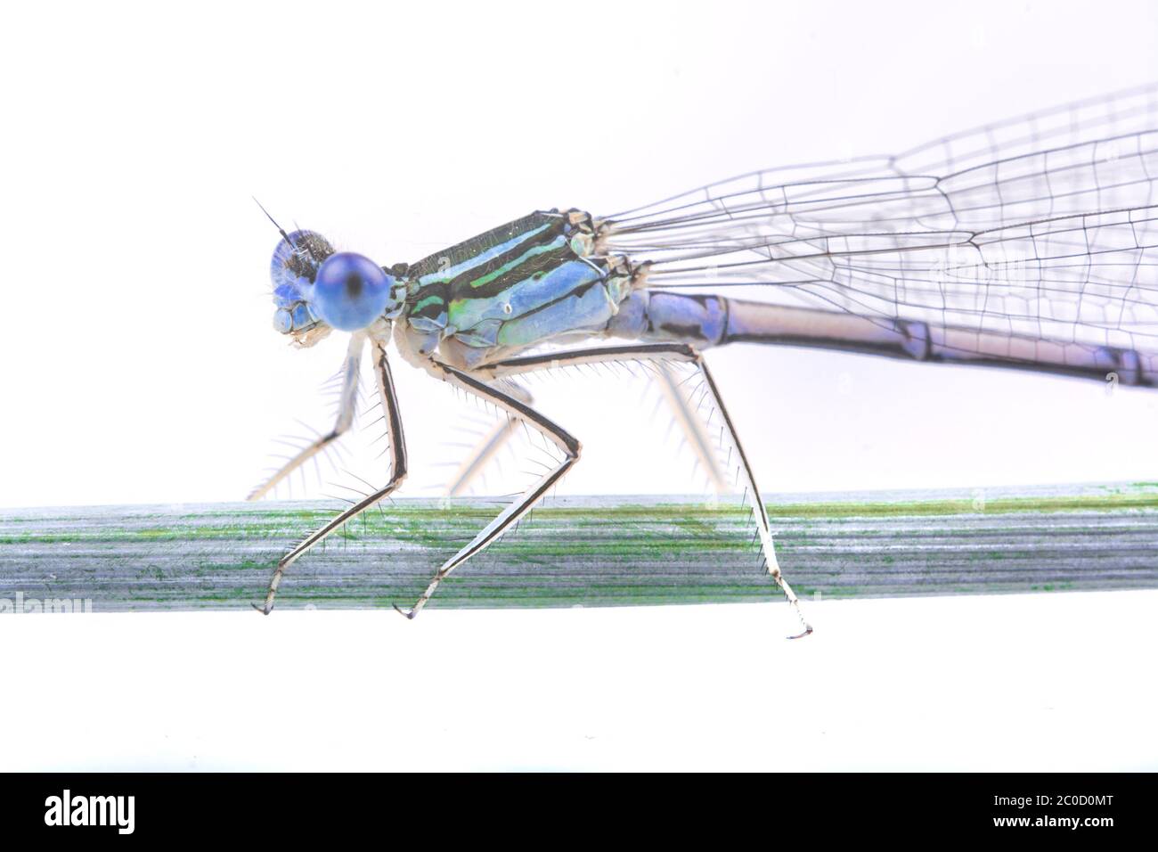 Blue dragonfly sitting on a strw on a white background Stock Photo - Alamy